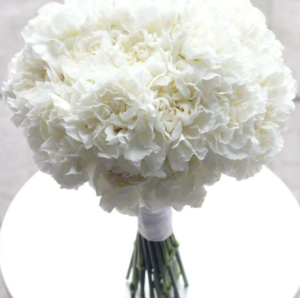 Bridal Carnation