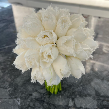 Bridal Frill tulip