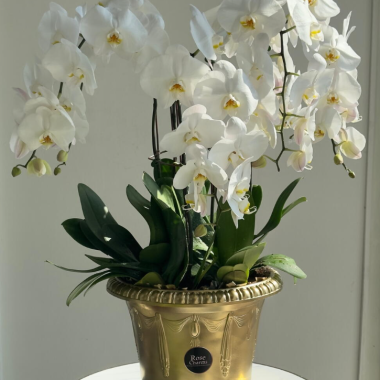 White Phalaenopsis Orchid Plant